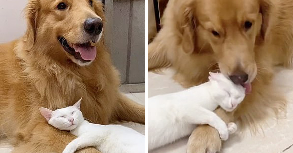 Un Golden Retriever Toilette Son Meilleur Ami Le Chat Qui Lui Donne Un Calin En Retour Ipnoze