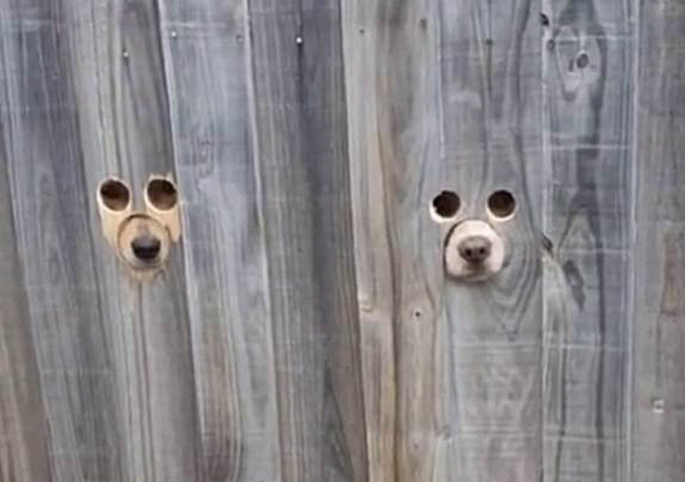 Une propriétaire d’animaux de compagnie découpe des trous dans une clôture pour que ses chiens puissent espionner les voisins