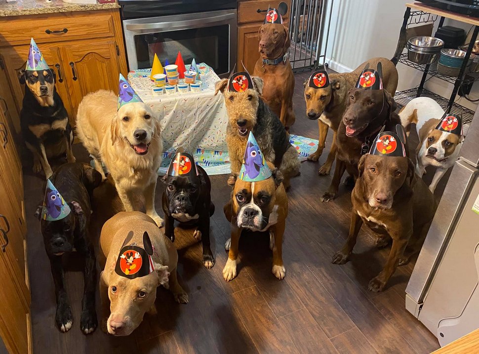 Ces chiens ont participé à la fête d’anniversaire la plus cool de tous