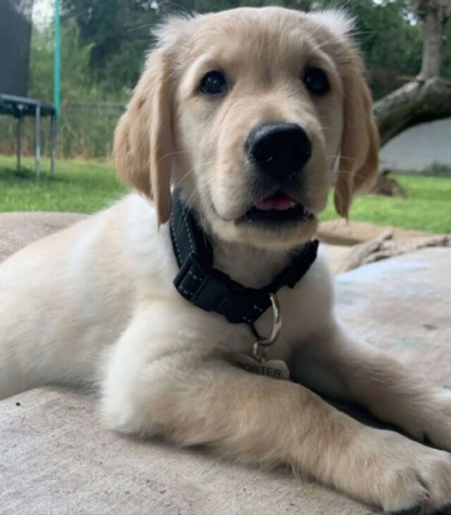 Mon Chiot Aboie En Me Regardant Ce chiot a d’adorables petites « fesses » rondes et les gens n’arrêtent