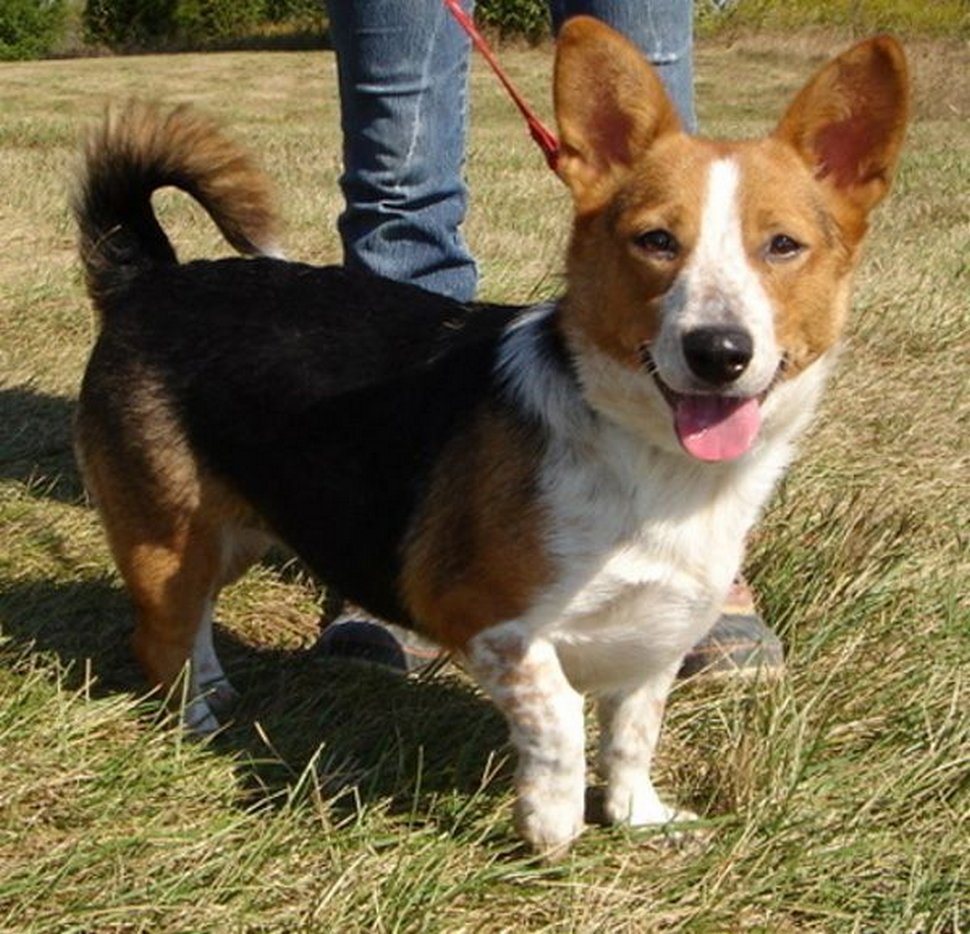 Si vous croisez des corgis avec d’autres races, les petits vont avoir l ...