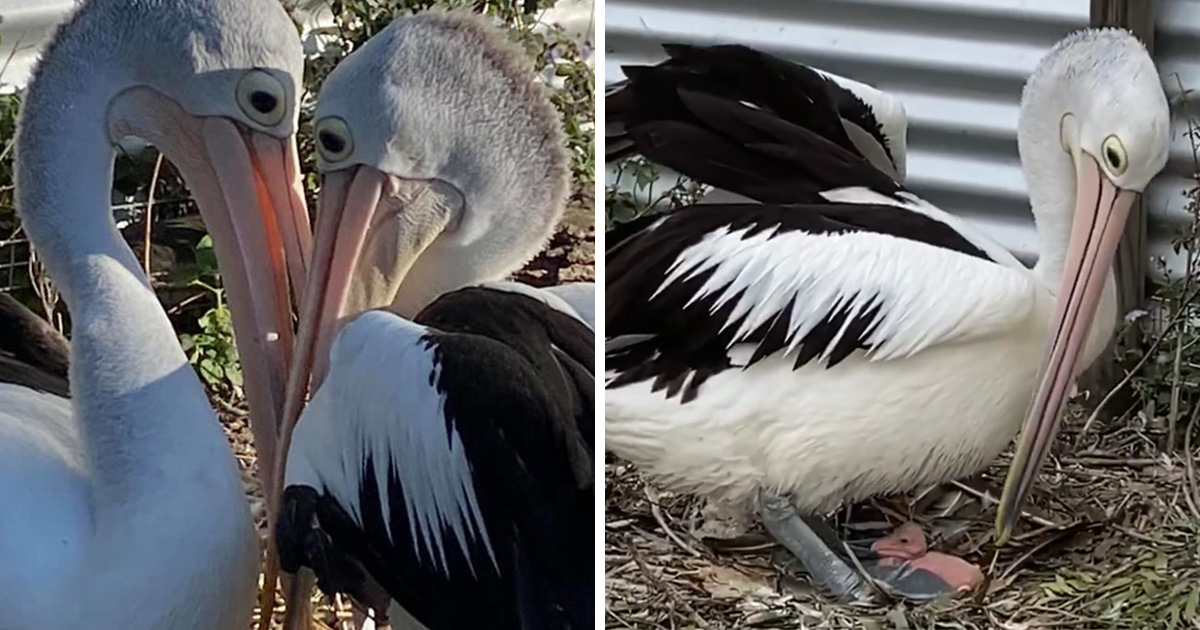 Un Couple De Pelicans Est Ravi De Voir Un Oeuf Eclore Apres Avoir Essaye D Avoir Des Bebes Pendant 6 Ans Ipnoze Un Couple De Pelicans Est Ravi De Voir Un Oeuf Eclore Apres Avoir Essaye D Avoir Des Bebes Pendant 6 Ans Ipnoze