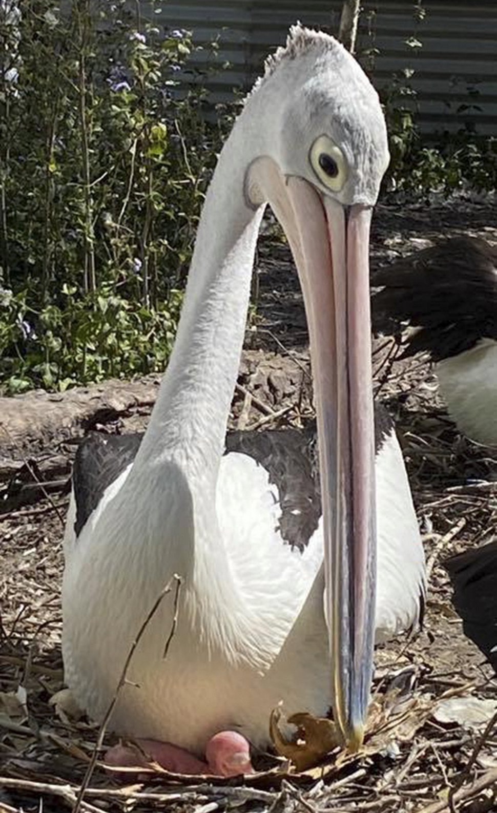 Un Couple De Pelicans Est Ravi De Voir Un Oeuf Eclore Apres Avoir Essaye D Avoir Des Bebes Pendant 6 Ans Ipnoze