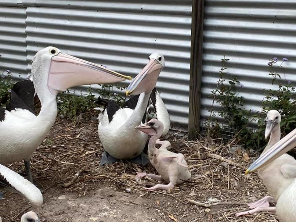 Un couple de pélicans est ravi de voir un oeuf éclore après avoir essayé d’avoir des bébés pendant 6 ans