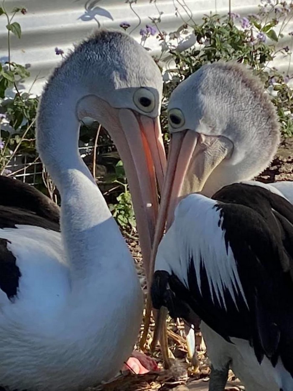 Un couple de pélicans est ravi de voir un oeuf éclore après avoir essayé d’avoir des bébés pendant 6 ans