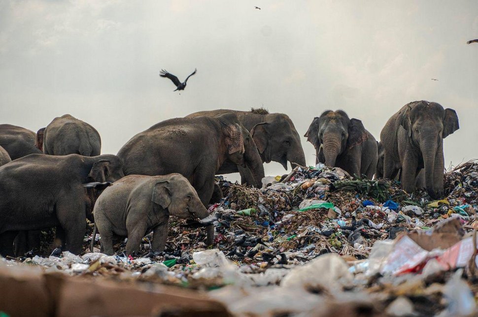 Une photo déchirante d’éléphants qui mangent des déchets remporte le premier prix