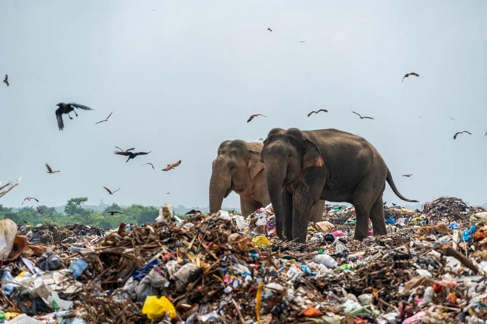 Une photo déchirante d’éléphants qui mangent des déchets remporte le premier prix
