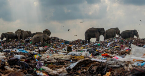 Une photo déchirante d&#8217;éléphants qui mangent des déchets remporte le premier prix