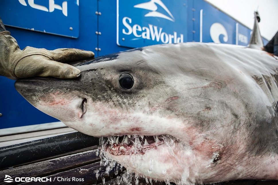 Un grand requin blanc de 1 606 kilos a été capturé - ipnoze - Requin Blanc Taille