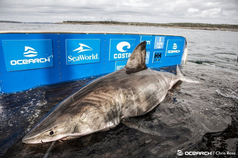 Un grand requin blanc de 1 606 kilos a été capturé