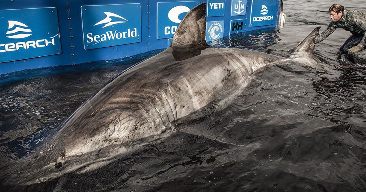Un grand requin blanc de 1 606 kilos a été capturé