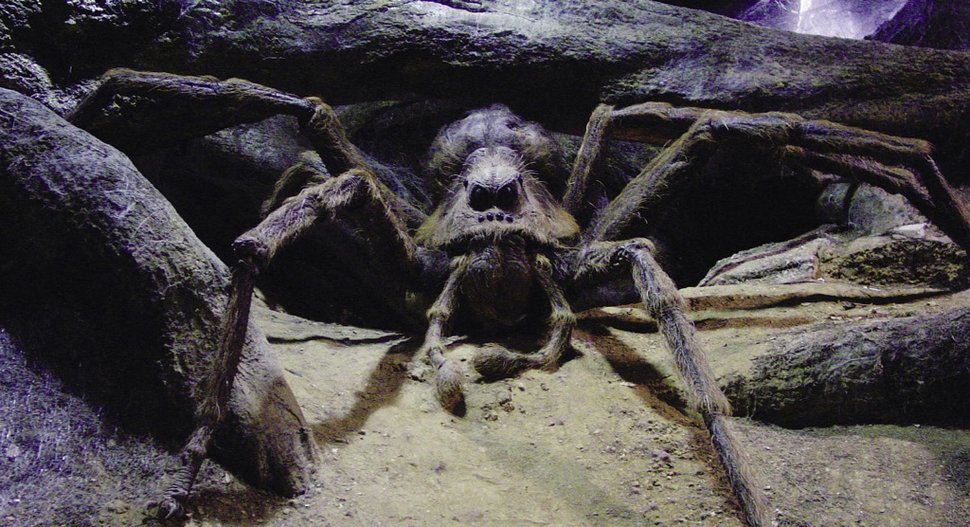 Un homme trouve une araignée dans son jardin qui « ressemble à Aragog » dans Harry Potter
