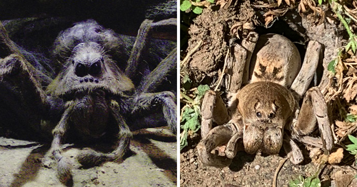Un homme trouve une araignée dans son jardin qui « ressemble à Aragog » dans Harry Potter