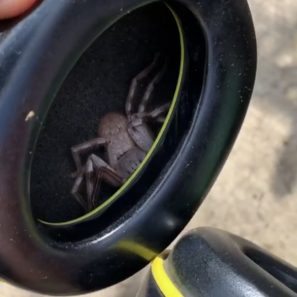 Un homme trouve une énorme araignée sparassidae cachée dans ses écouteurs