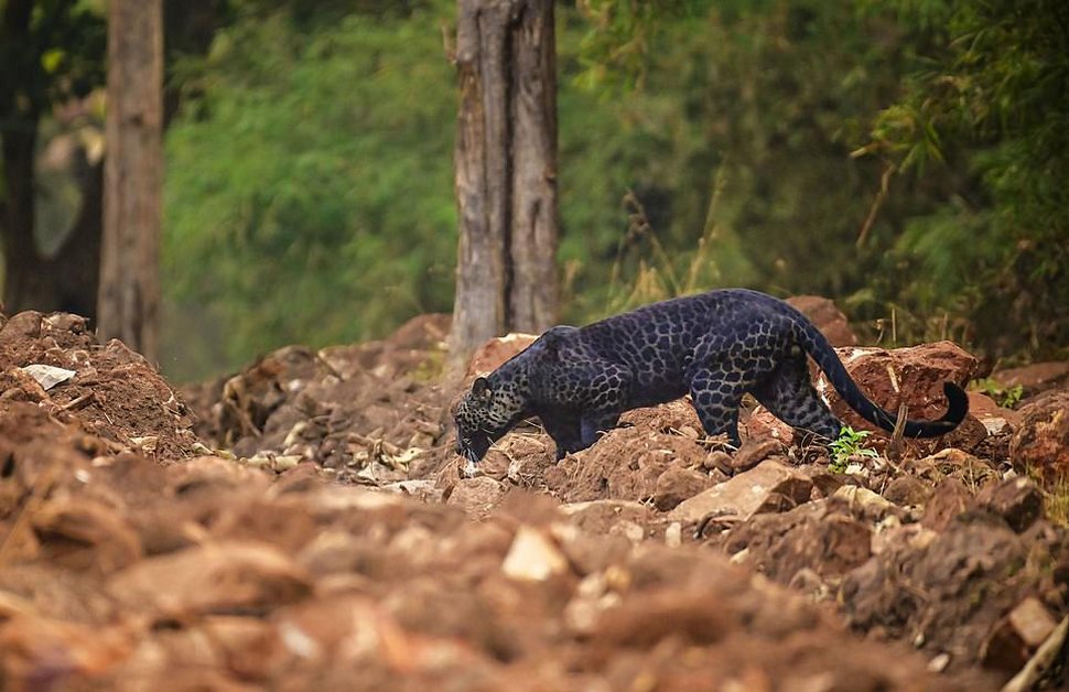https://www.ipnoze.com/wordpress/wp-content/uploads/2020/10/leopard-noir-anurag-gawande-002.jpg