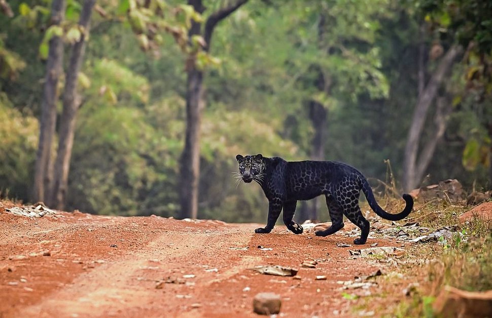 https://www.ipnoze.com/wordpress/wp-content/uploads/2020/10/leopard-noir-anurag-gawande-004.jpg