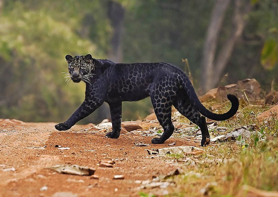 https://www.ipnoze.com/wordpress/wp-content/uploads/2020/10/leopard-noir-anurag-gawande-005.jpg