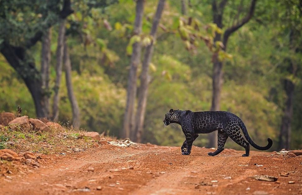 https://www.ipnoze.com/wordpress/wp-content/uploads/2020/10/leopard-noir-anurag-gawande-006.jpg