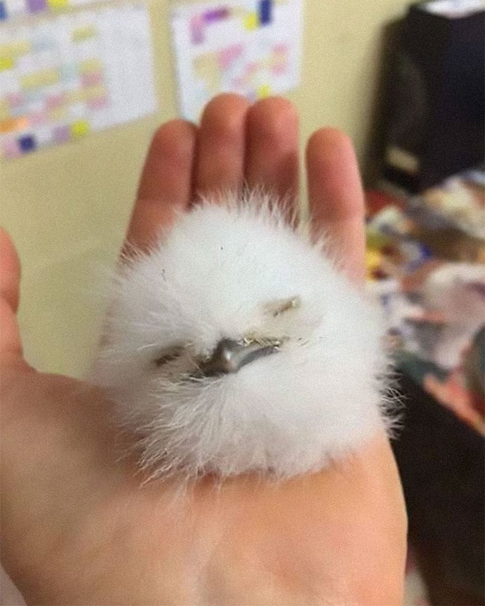 Ces Mignons Bebes Oiseaux Podarges Ont Une Allure Tres Expressive Ipnoze Ces Mignons Bebes Oiseaux Podarges Ont Une Allure Tres Expressive Ipnoze