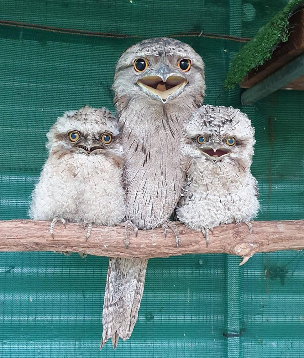 https://www.ipnoze.com/wordpress/wp-content/uploads/2020/10/oiseaux-bebes-podarges-mignons-008.jpg
