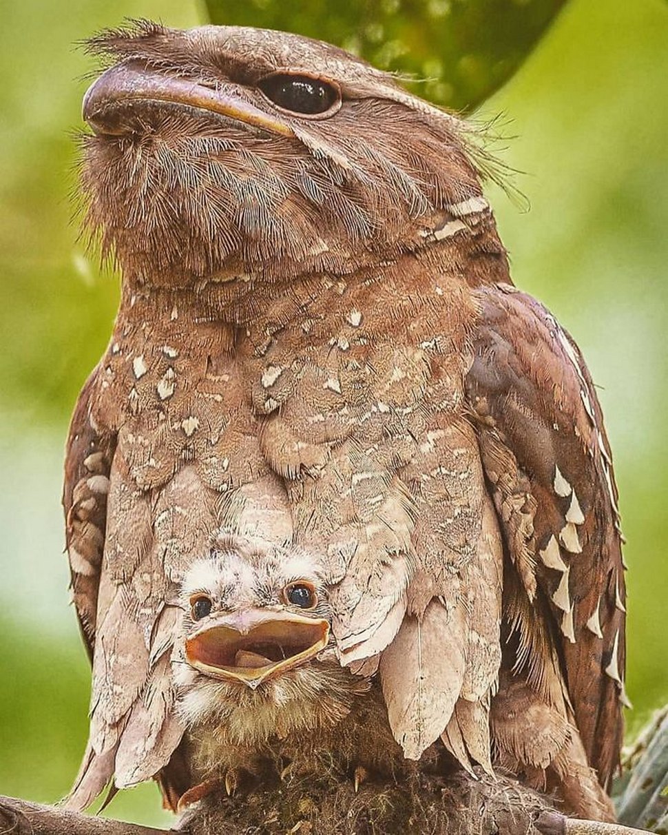 Ces Mignons Bebes Oiseaux Podarges Ont Une Allure Tres Expressive Ipnoze Ces Mignons Bebes Oiseaux Podarges Ont Une Allure Tres Expressive Ipnoze