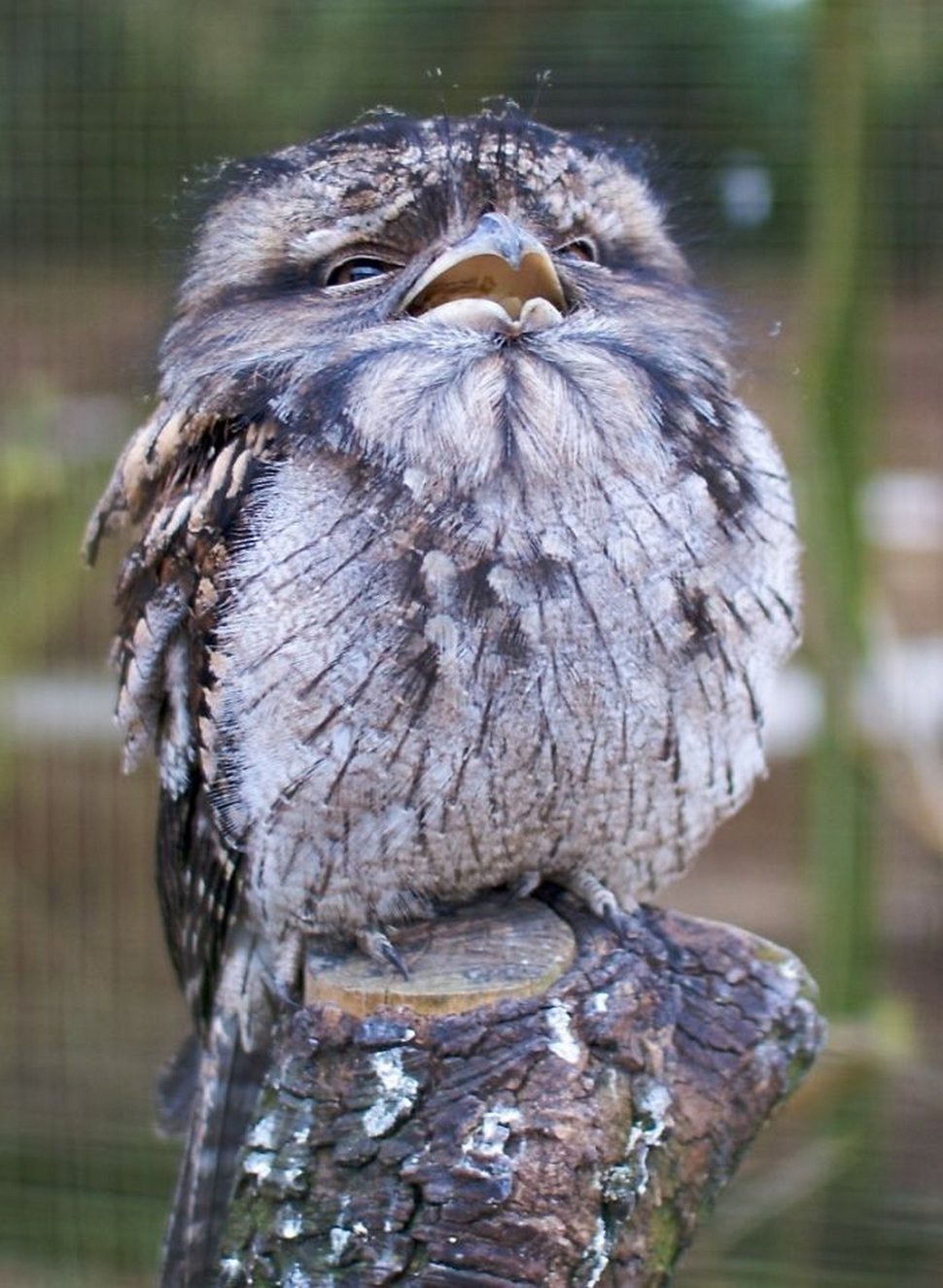 https://www.ipnoze.com/wordpress/wp-content/uploads/2020/10/oiseaux-bebes-podarges-mignons-012.jpg