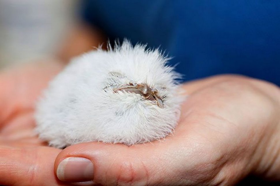 https://www.ipnoze.com/wordpress/wp-content/uploads/2020/10/oiseaux-bebes-podarges-mignons-013.jpg