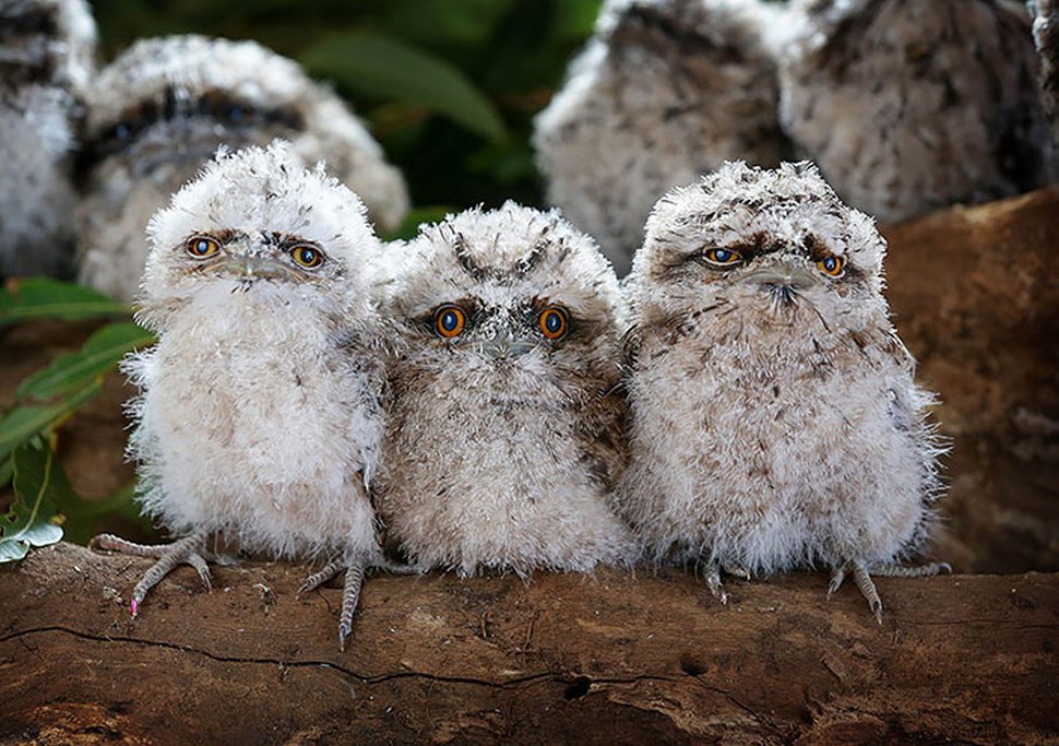 https://www.ipnoze.com/wordpress/wp-content/uploads/2020/10/oiseaux-bebes-podarges-mignons-015.jpg