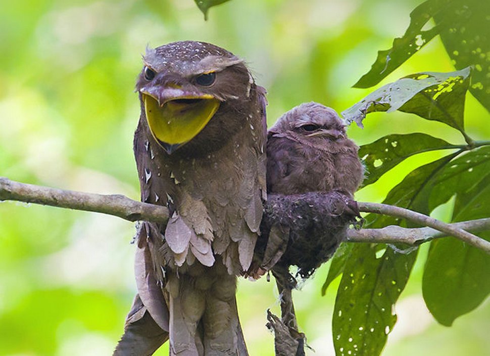 https://www.ipnoze.com/wordpress/wp-content/uploads/2020/10/oiseaux-bebes-podarges-mignons-018.jpg