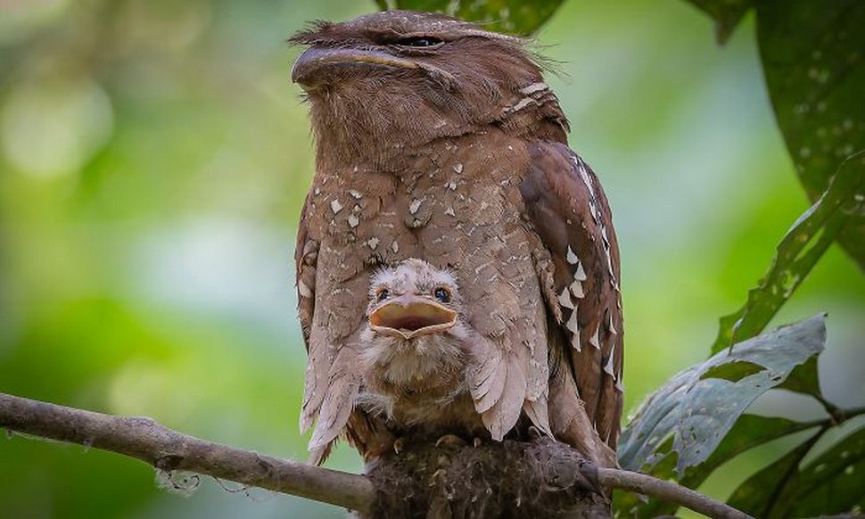 https://www.ipnoze.com/wordpress/wp-content/uploads/2020/10/oiseaux-bebes-podarges-mignons-019.jpg