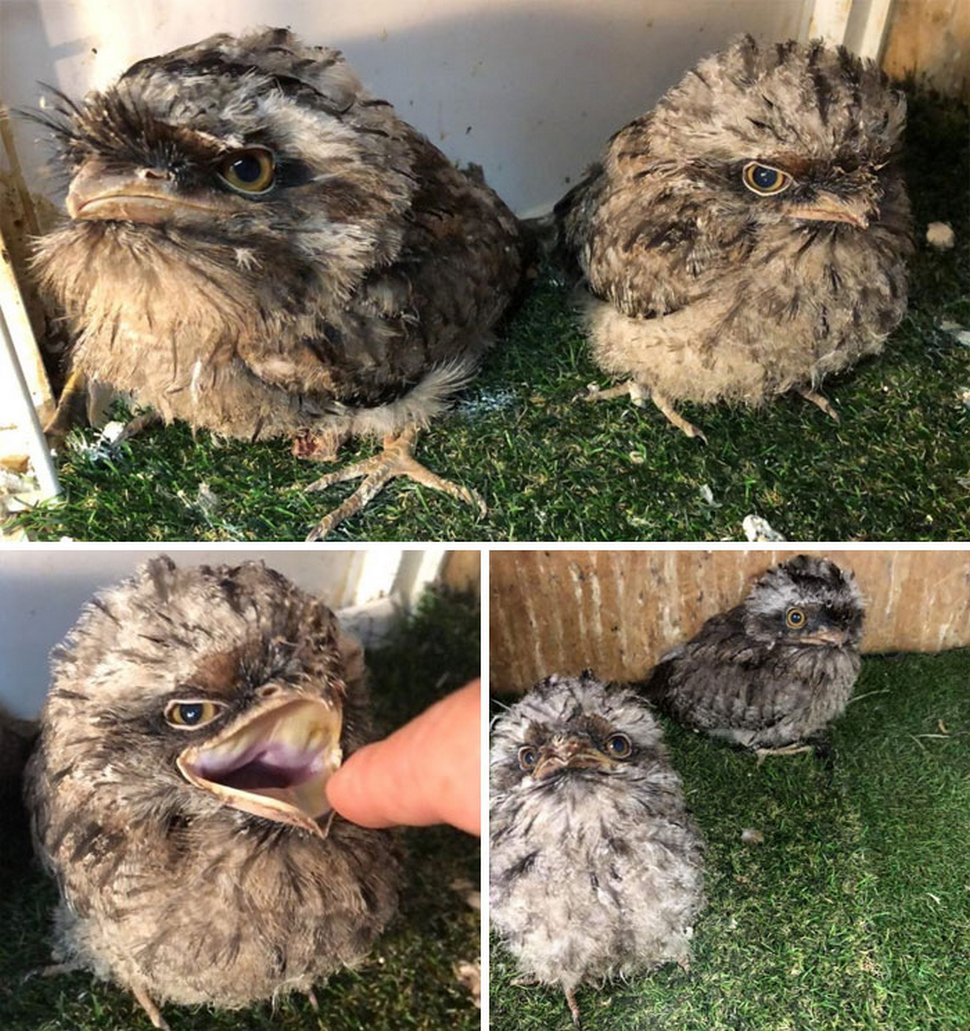 https://www.ipnoze.com/wordpress/wp-content/uploads/2020/10/oiseaux-bebes-podarges-mignons-022.jpg
