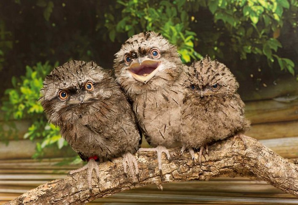 https://www.ipnoze.com/wordpress/wp-content/uploads/2020/10/oiseaux-bebes-podarges-mignons-024.jpg