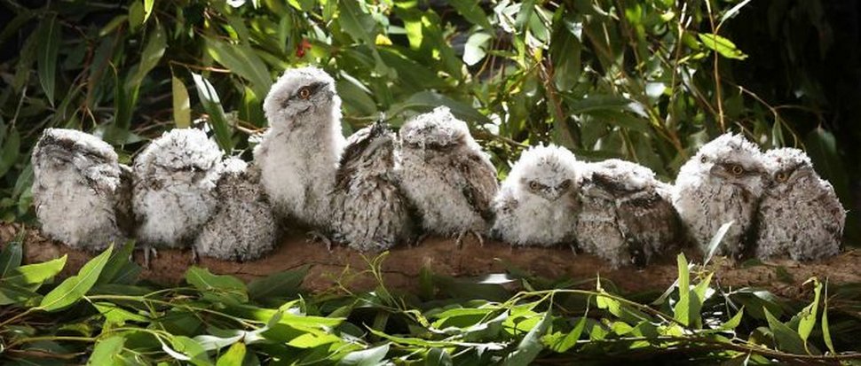 https://www.ipnoze.com/wordpress/wp-content/uploads/2020/10/oiseaux-bebes-podarges-mignons-026.jpg