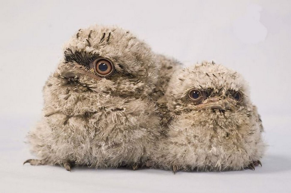 https://www.ipnoze.com/wordpress/wp-content/uploads/2020/10/oiseaux-bebes-podarges-mignons-027.jpg