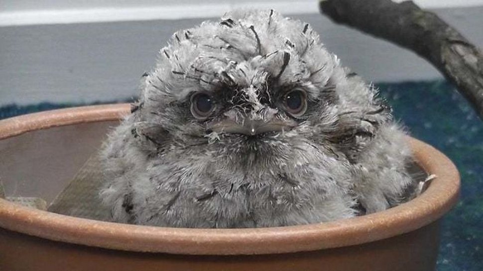 https://www.ipnoze.com/wordpress/wp-content/uploads/2020/10/oiseaux-bebes-podarges-mignons-028.jpg