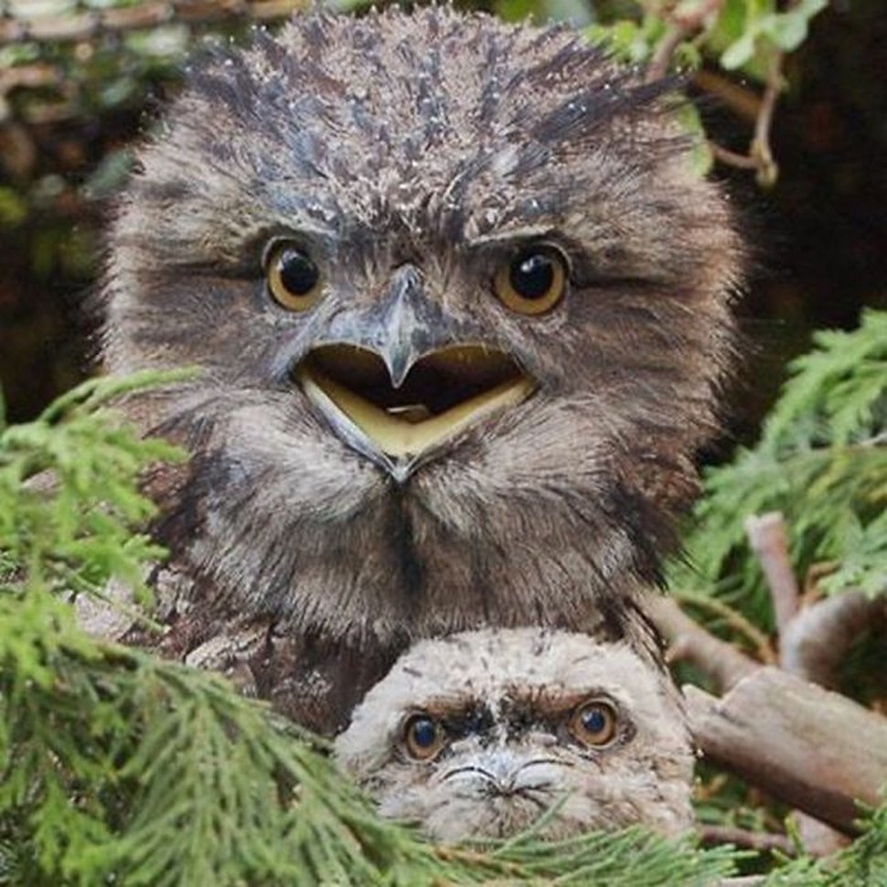 https://www.ipnoze.com/wordpress/wp-content/uploads/2020/10/oiseaux-bebes-podarges-mignons-030.jpg