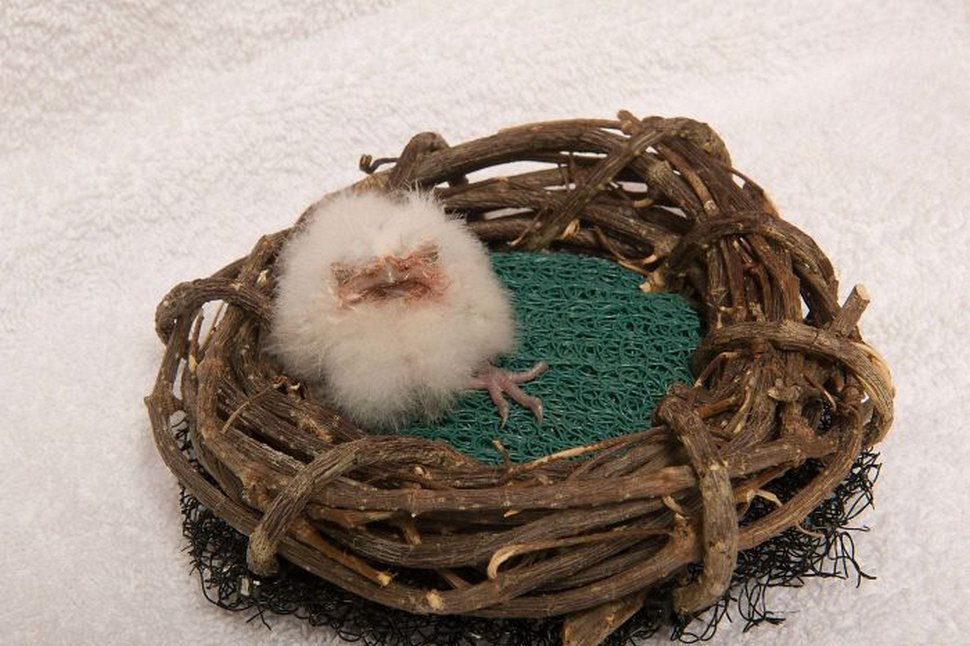 https://www.ipnoze.com/wordpress/wp-content/uploads/2020/10/oiseaux-bebes-podarges-mignons-031.jpg