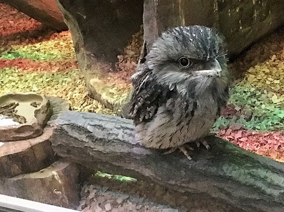 https://www.ipnoze.com/wordpress/wp-content/uploads/2020/10/oiseaux-bebes-podarges-mignons-033.jpg