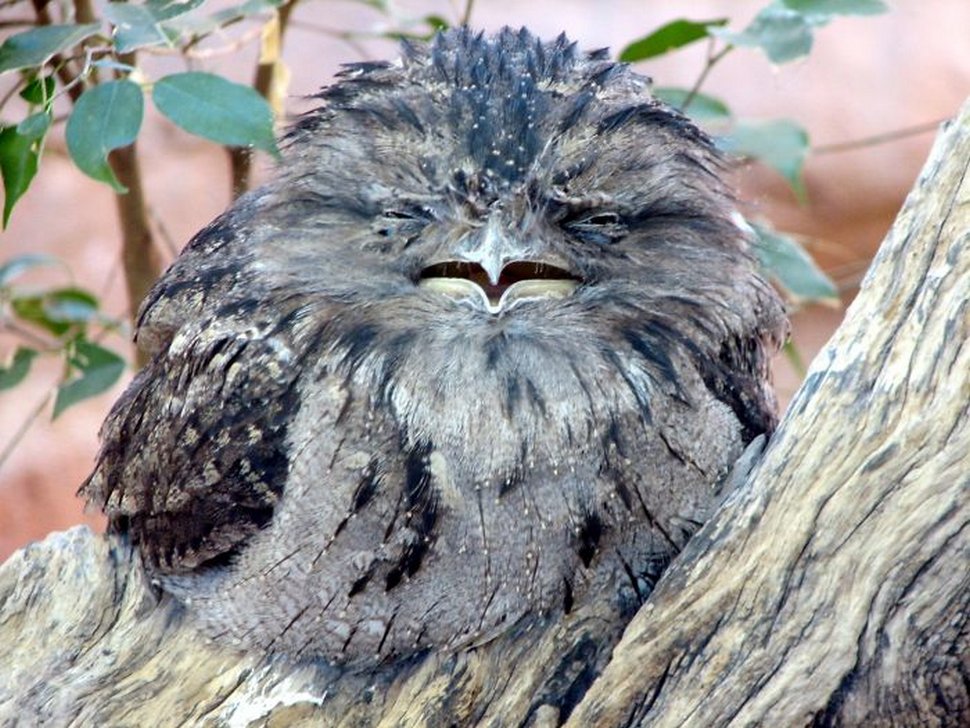 https://www.ipnoze.com/wordpress/wp-content/uploads/2020/10/oiseaux-bebes-podarges-mignons-034.jpg