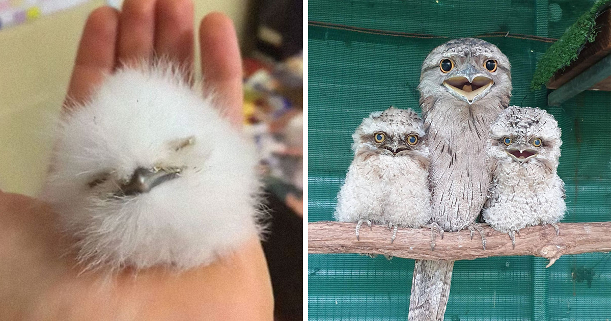Ces mignons bébés oiseaux podarges ont une allure très expressive