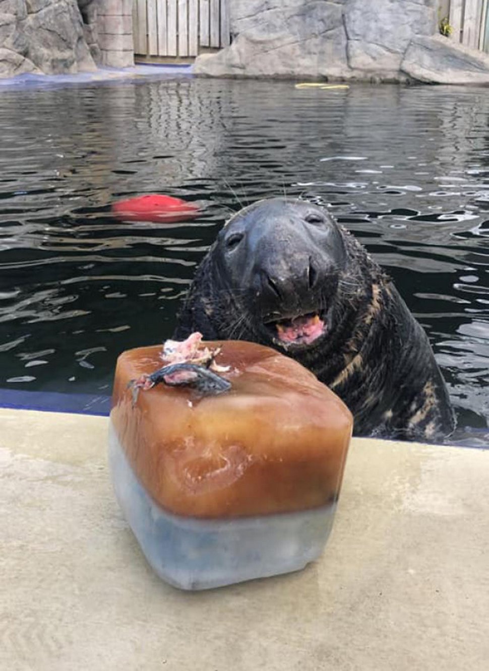 Un phoque reçoit un énorme gâteau de glace au poisson pour son 31e anniversaire