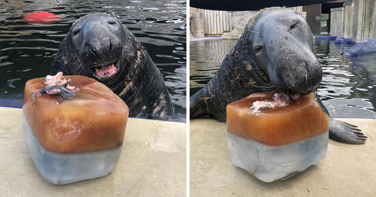 Un phoque reçoit un énorme gâteau de glace au poisson pour son 31e anniversaire