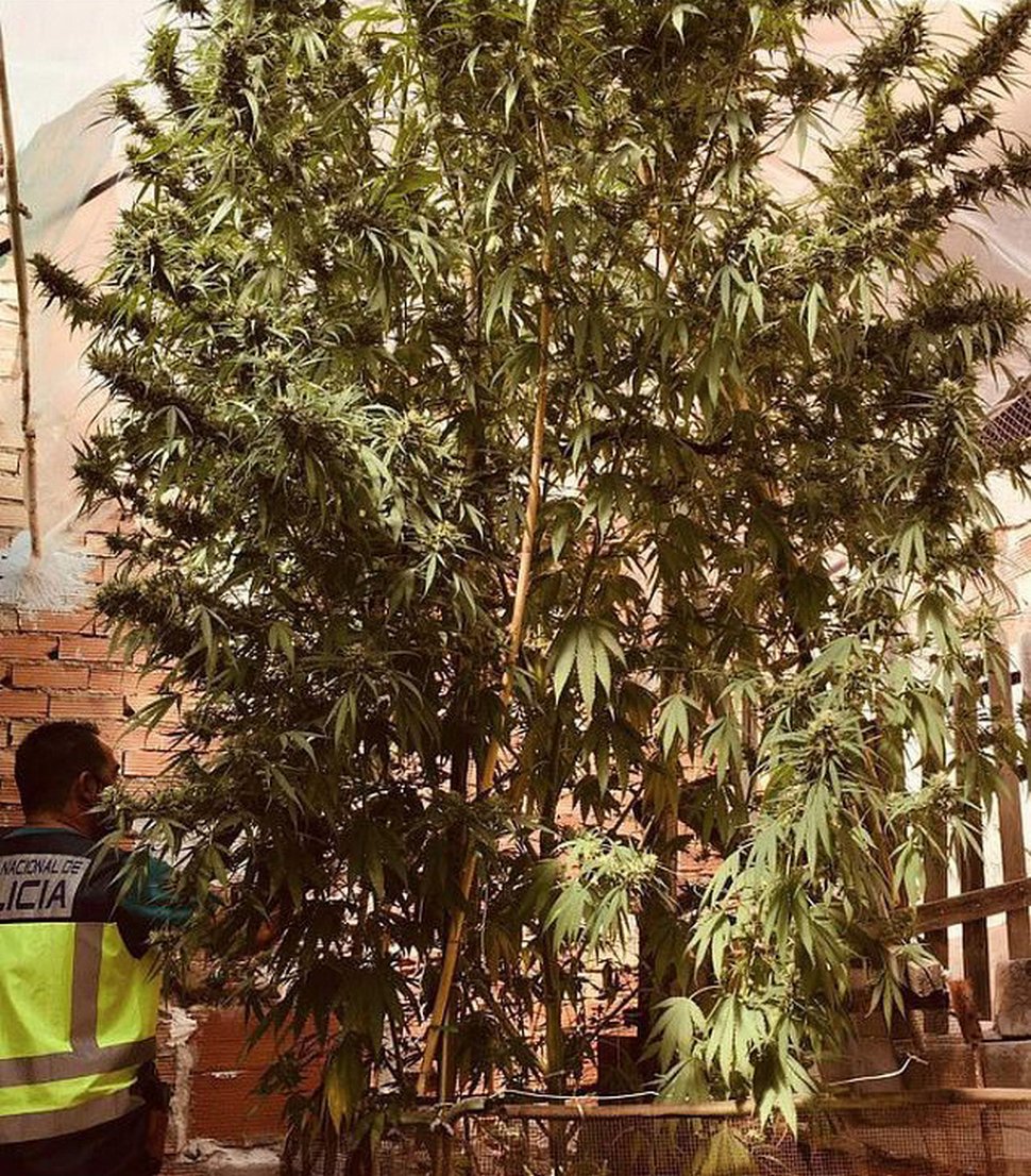 La police arrête un couple après avoir repéré une plante de cannabis de 5 mètres dans leur jardin
