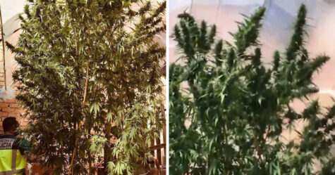 La police arrête un couple après avoir repéré une plante de cannabis de 5 mètres dans leur jardin