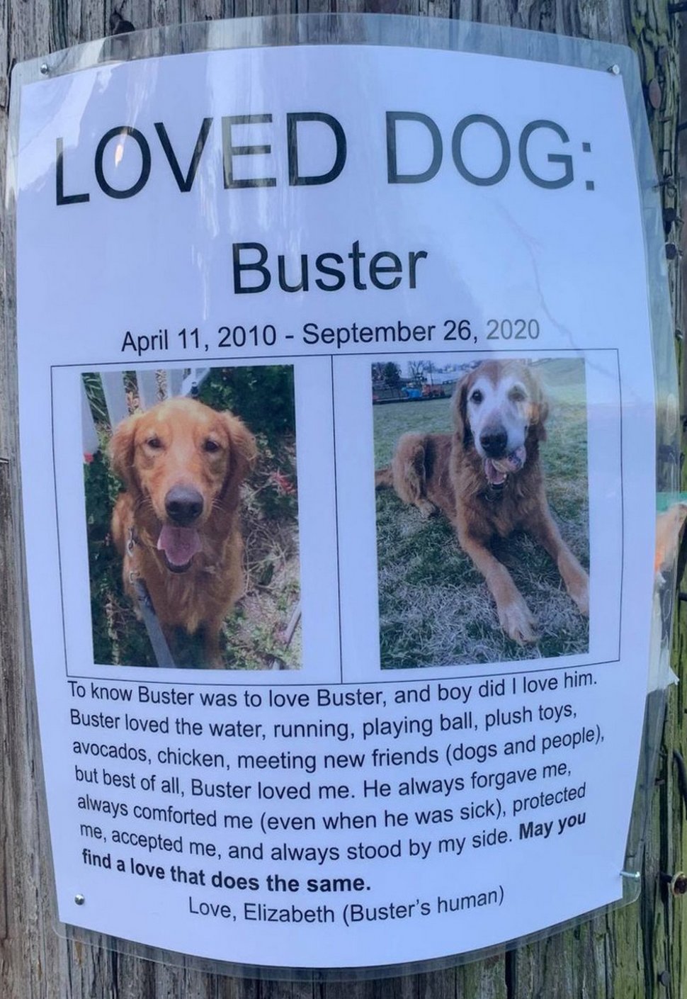 Une femme trouve la plus belle affiche de « chien perdu » qu’elle a jamais vue