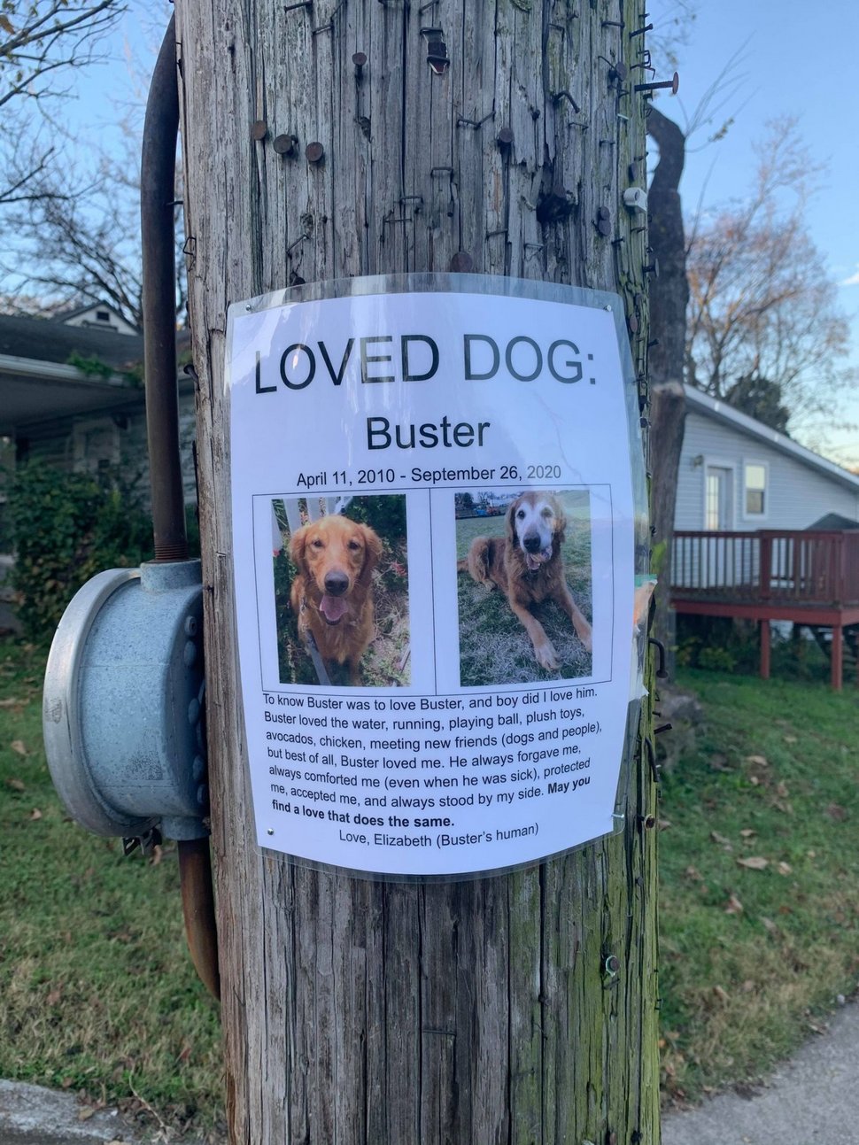 Une femme trouve la plus belle affiche de « chien perdu » qu’elle a jamais vue