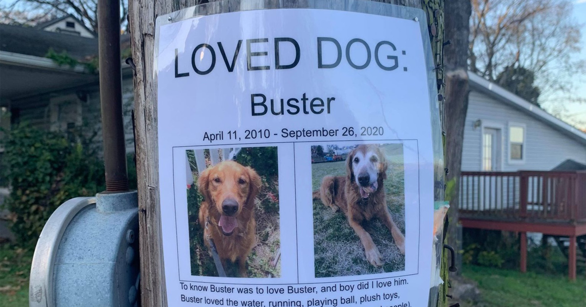 Une femme trouve la plus belle affiche de « chien perdu » qu’elle a jamais vue