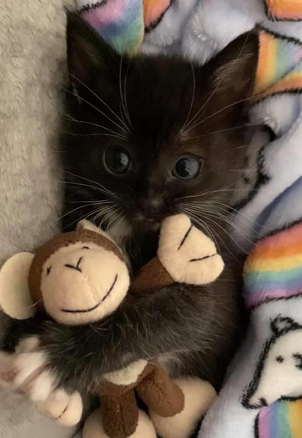 22 photos d’animaux de compagnie qui refusent de se séparer de leurs jouets préférés