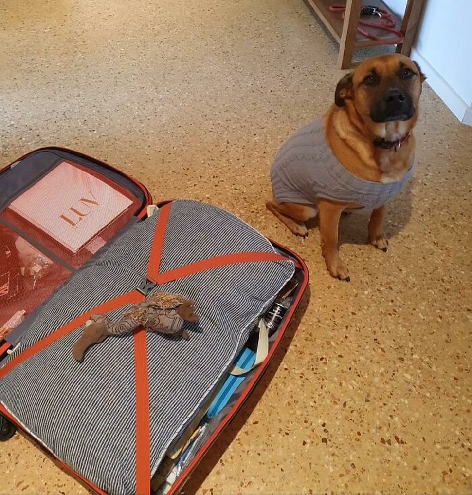 22 photos d’animaux de compagnie qui refusent de se séparer de leurs jouets préférés
