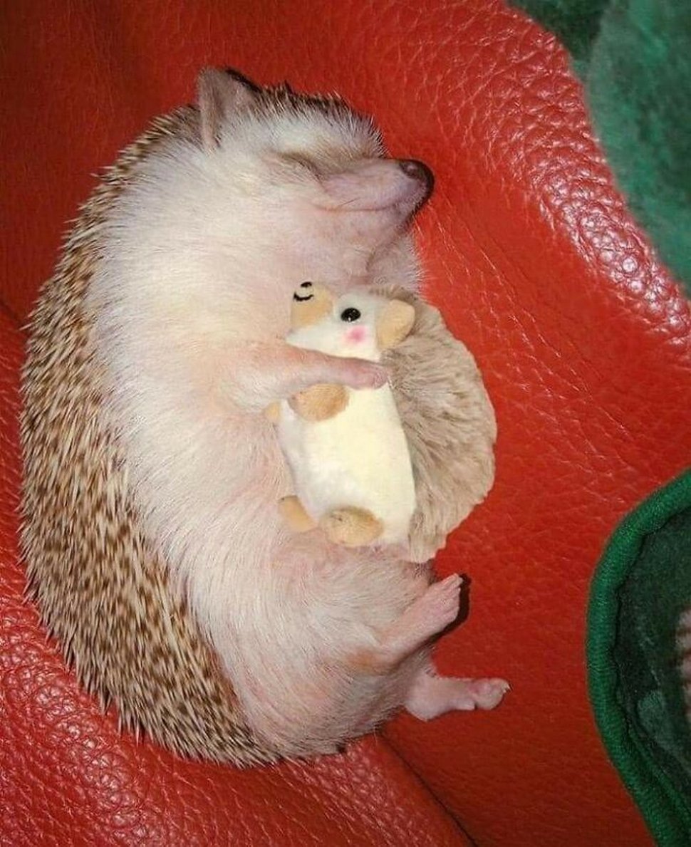 22 photos d’animaux de compagnie qui refusent de se séparer de leurs jouets préférés